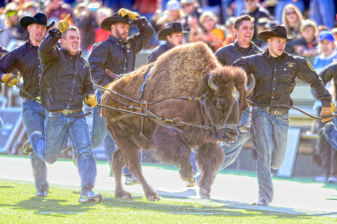 Ralphie Run. Colorado Buffaloes
