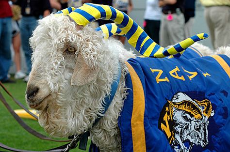 Bill the Goat, mascota de Navy Midshipmen