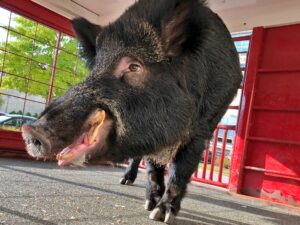 TUSK. Arkansas Razorbacks. Tradiciones y Mascotas